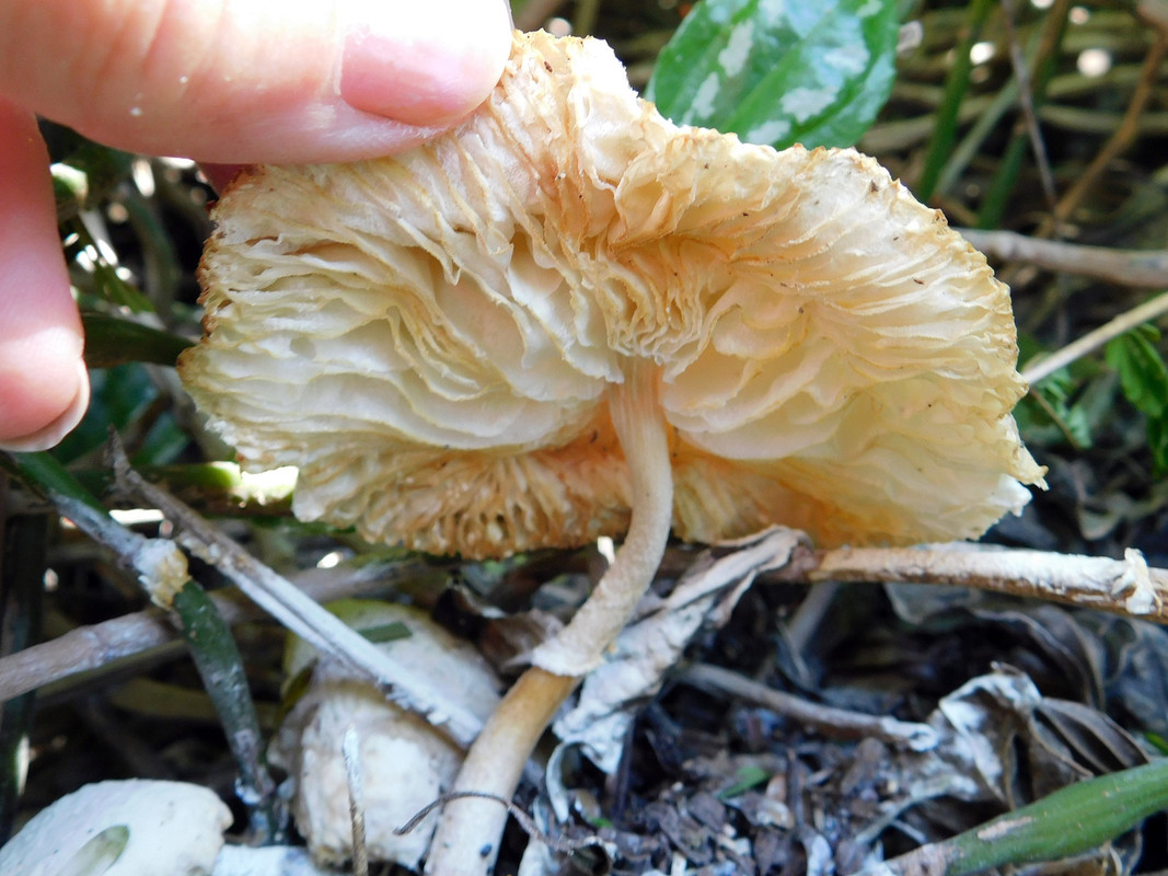 DSCN5186.jpg