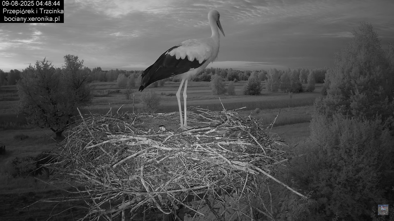 09082025bociany3