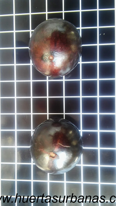 huertasurbanas_com_20181027_085223Jaboticaba_campo_ramon_-8