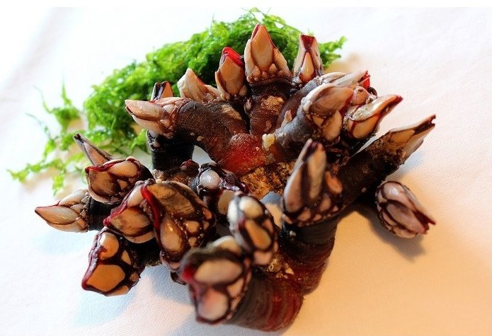percebes gallegos e1638174817305