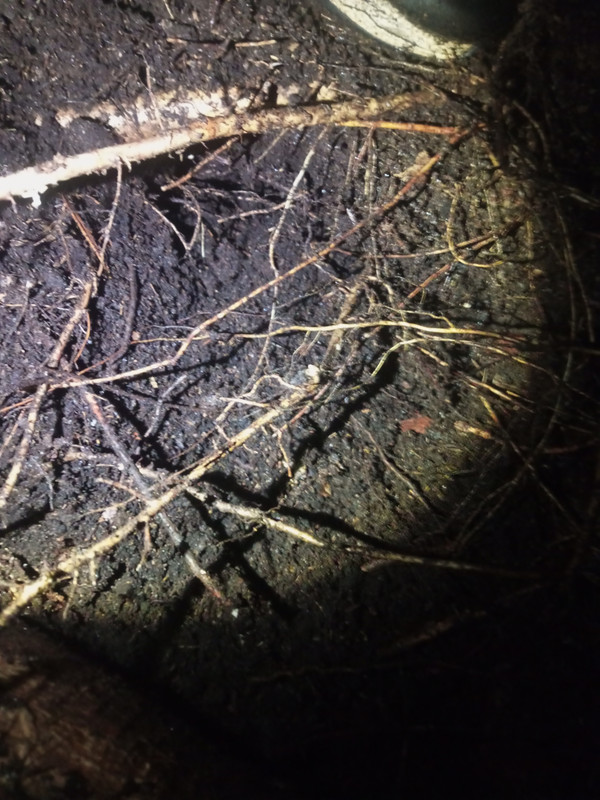 IMG 20260311 235924 671