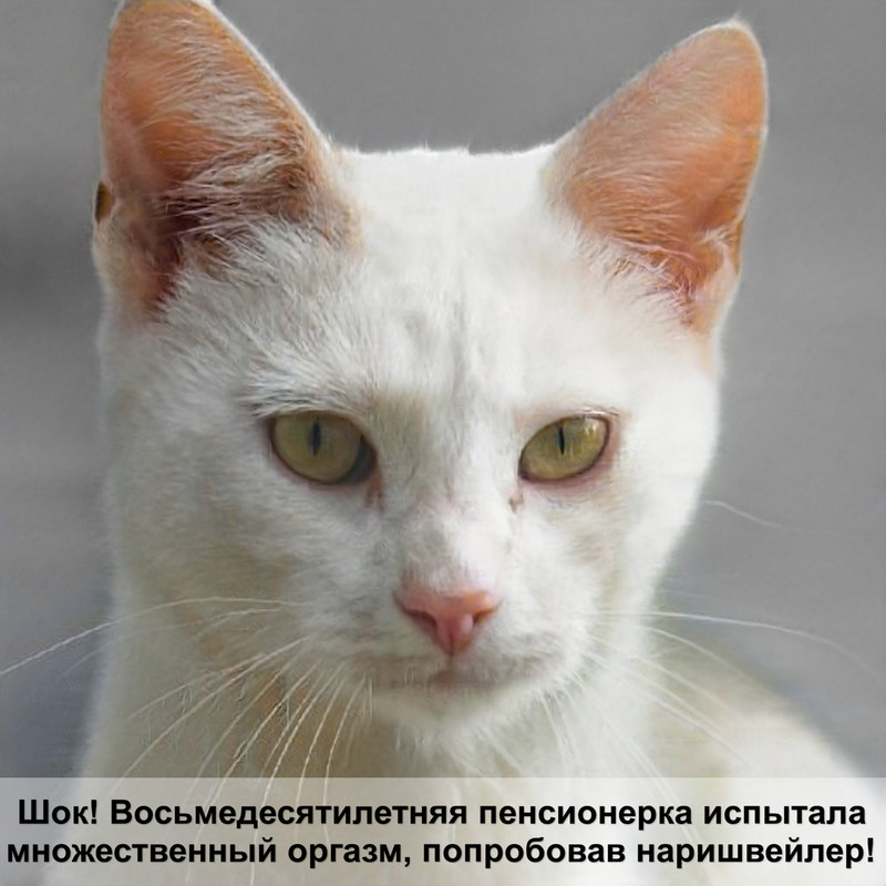 дверь для кошки