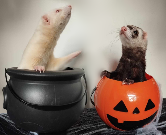 Capture d'écran 2023-10-08 195141