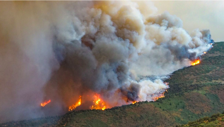 A forest fire.