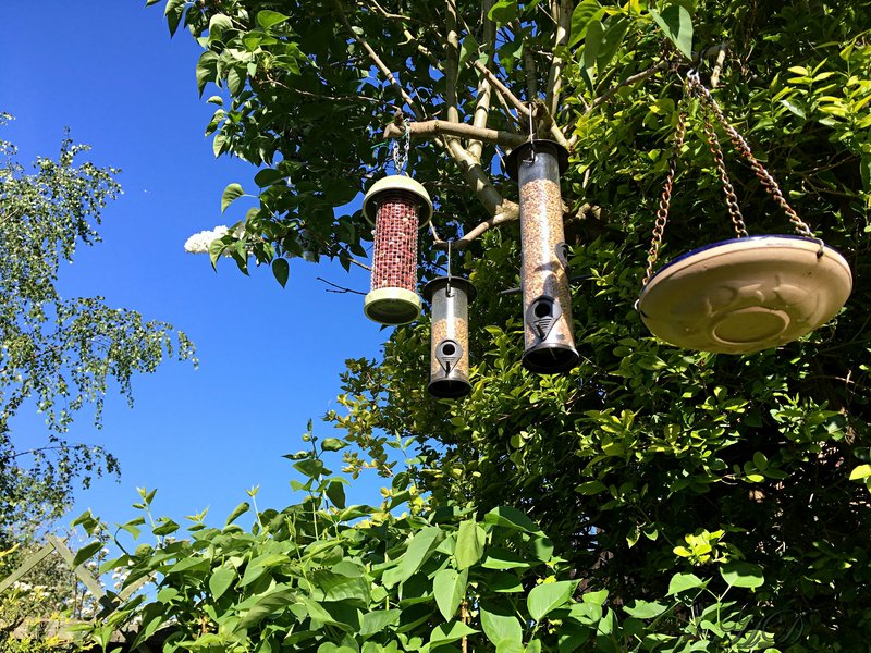 bird-feeders-garden-HD.jpg