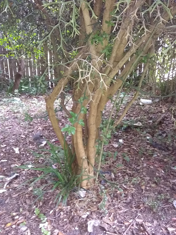 trifoliata trunk