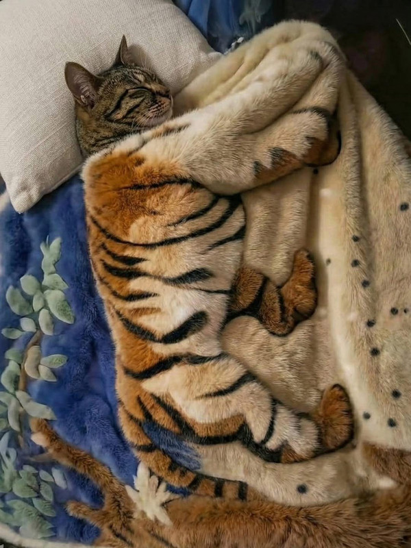 catwithcatblanketa0eb3c06b3a5bd32e79fee35e6d4a6a1-75eaf752-1280.jpg