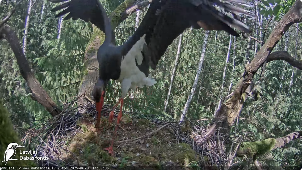 Screenshot 2025-06-30 at 20-19-18 Melnais stārķis (Ciconia nigra) Ogres novadā - LDF tiešraide - You