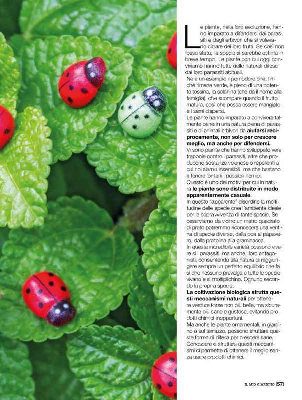 Il Mio Giar Mag-Giu 2020 (8)