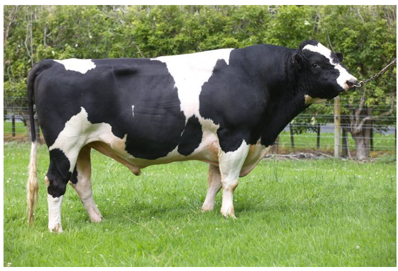 holstein1