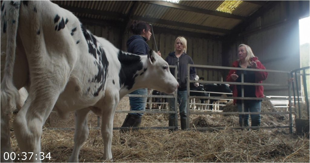 Cow-2021-2160p-WEBRip-3500-MB-DDP5-1-x264-Galaxy-RGTGx.jpg
