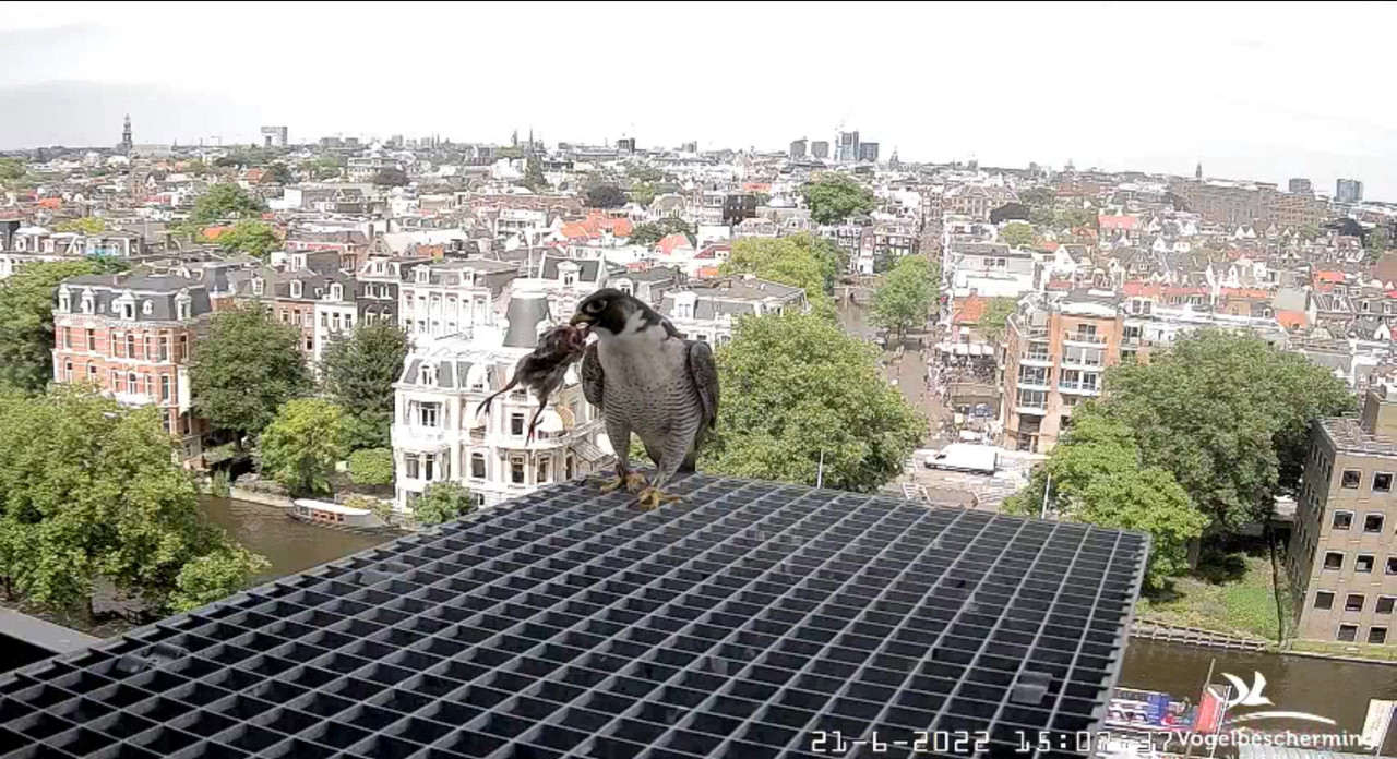 Amsterdam/Rijksmuseum screenshots © Beleef de Lente/Vogelbescherming Nederland - Pagina 30 Video-2022-06-21-150953-Moment-2