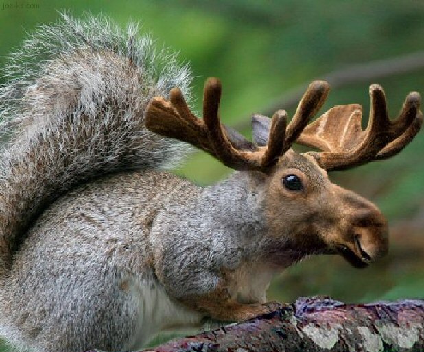 CanadianSquirrel