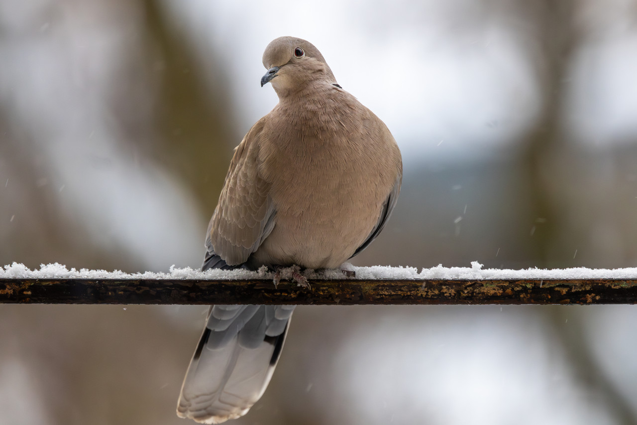 5X5A7032 Poprawione NR