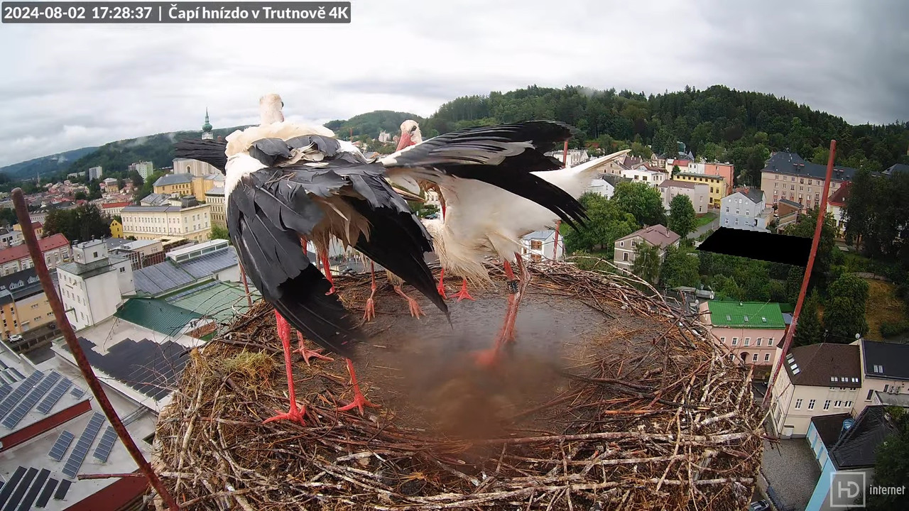 Tiešraidē no stārķa ligzdas uz alus darītavas skursteņa Trutnovā 13-45-58 screenshot
