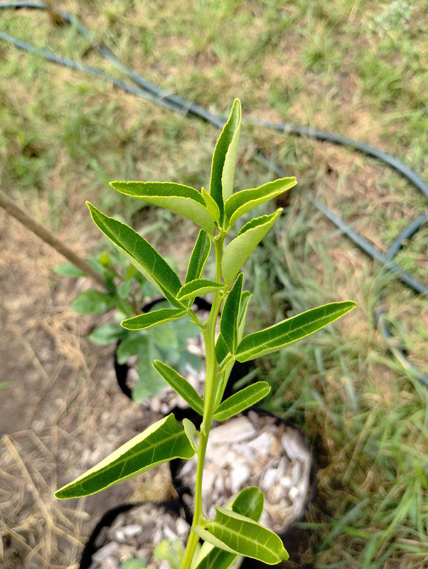 IMG_20240627_151415549_HDR