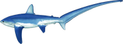 thresher shark