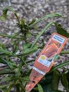 PXL_20240718_133753890