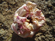 7.2.here lies Pinky and Rosy II