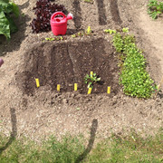 Kinderbeet nachgesät 14. Mai 2015 (2)