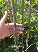 62332597_304953627053352_1813422968617828352_n