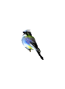 134-1341806-hand-painted-black-blue-watercolor-bird-png-transparent