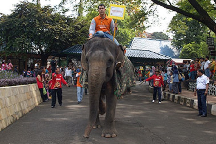 Sarana rekreasi gajah tunggang di Taman Margasatwa Ragunan.