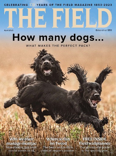 The Field - April / 2023