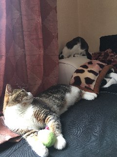 8-B225-F66-EABE-4-C35-8730-5-BA2-C50-C5-