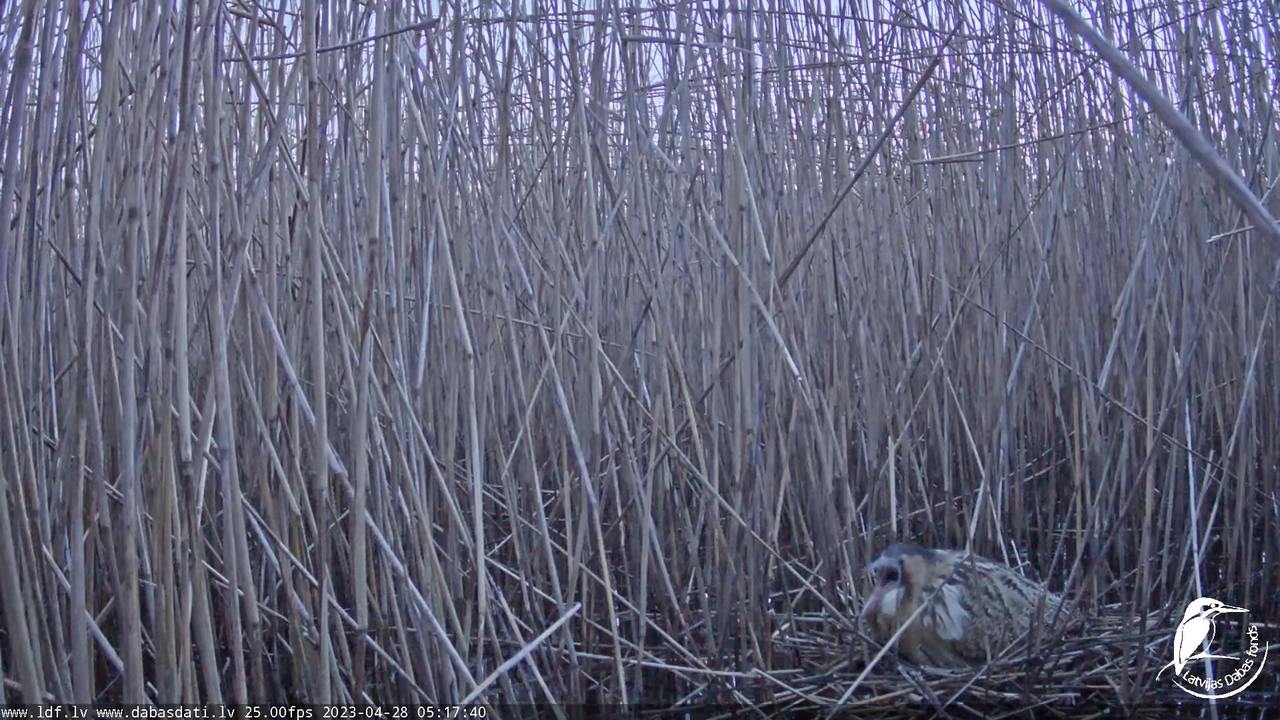 Lielais dumpis (Botaurus stellaris) Engurē - LDF tiešraide 8-33-15 screenshot (1)