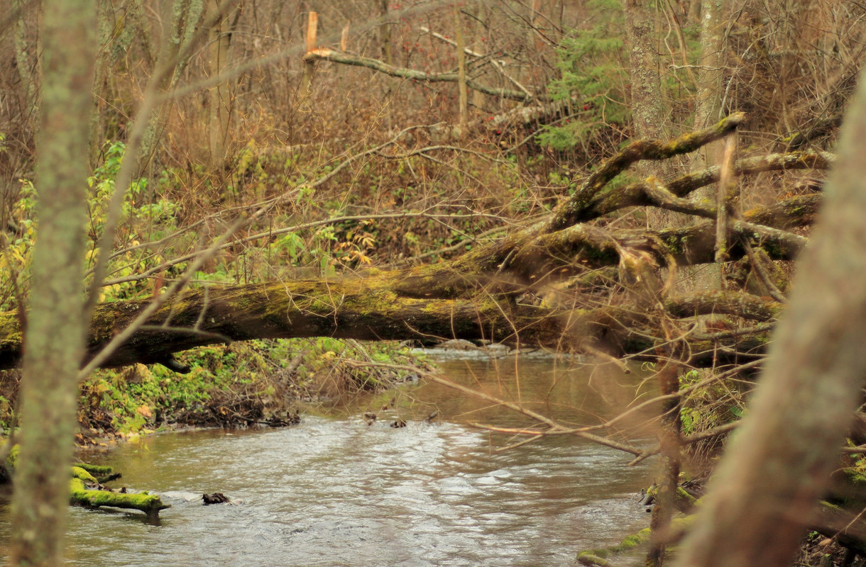 IMG_6633 (2488 x 1631)