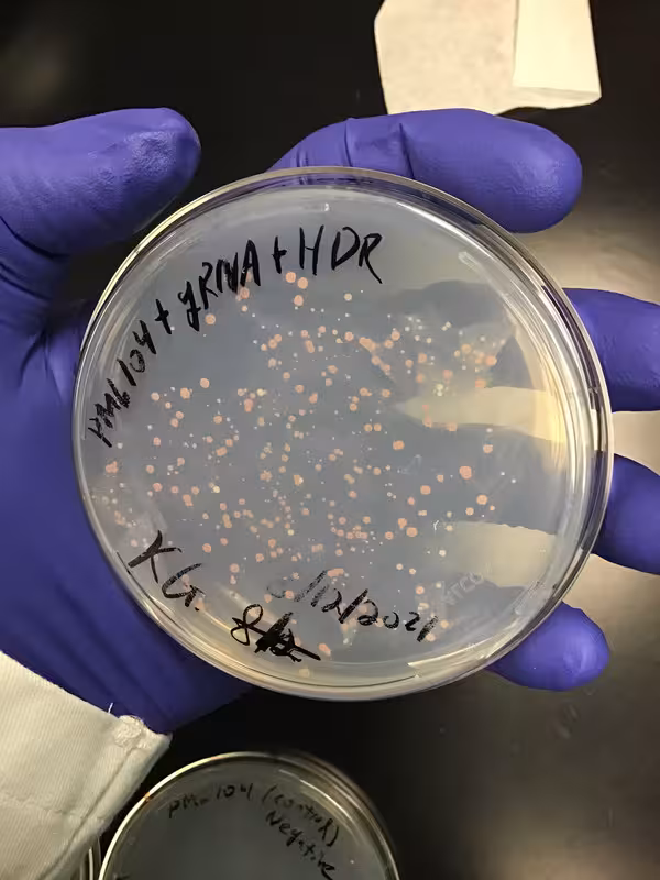 CRISPR-Cas9 & S cerevisiae  (Image 6) (2021)