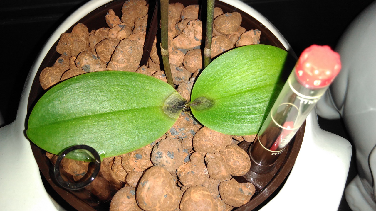 Phalaenopsis hat dunkle Verfärbungen an Blattbasis - was kann das sein? Bild1