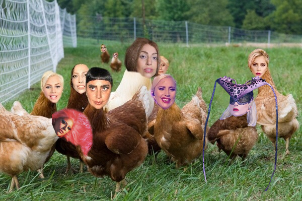 chickens.png