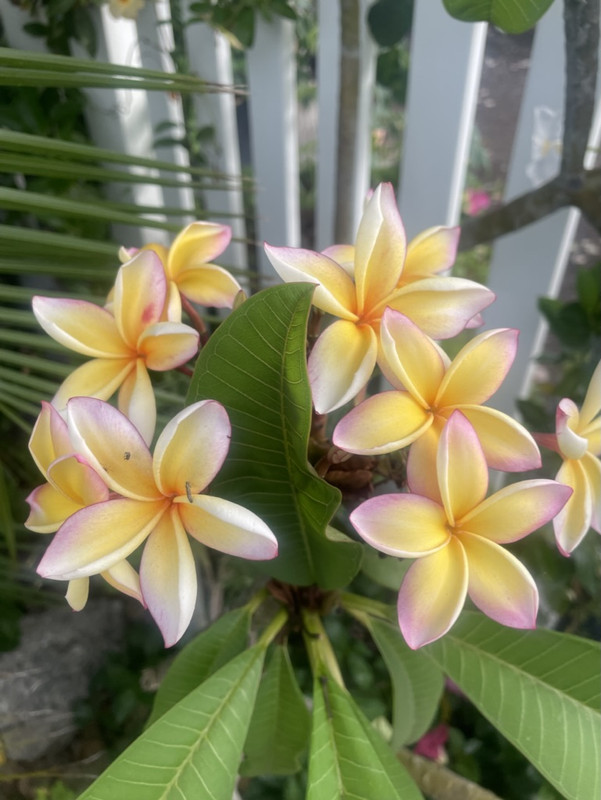 6DB17197-C0D1-4AA0-876E-B8C5587BA1F5_1_105_c