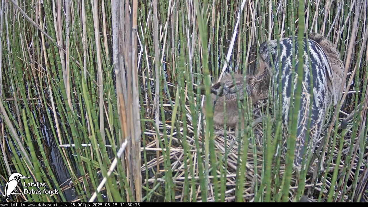 LDF Lielais dumpis (Botaurus stellaris) Zemītes pagastā 14-39-8 screenshot (2)