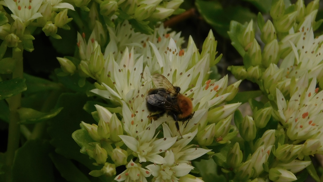 Дачно-Харлинский июнь-июль 2024 012