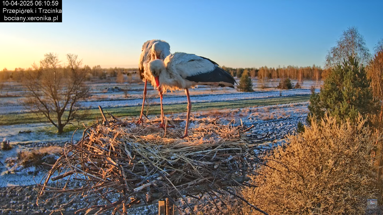 10042025bociany (3)