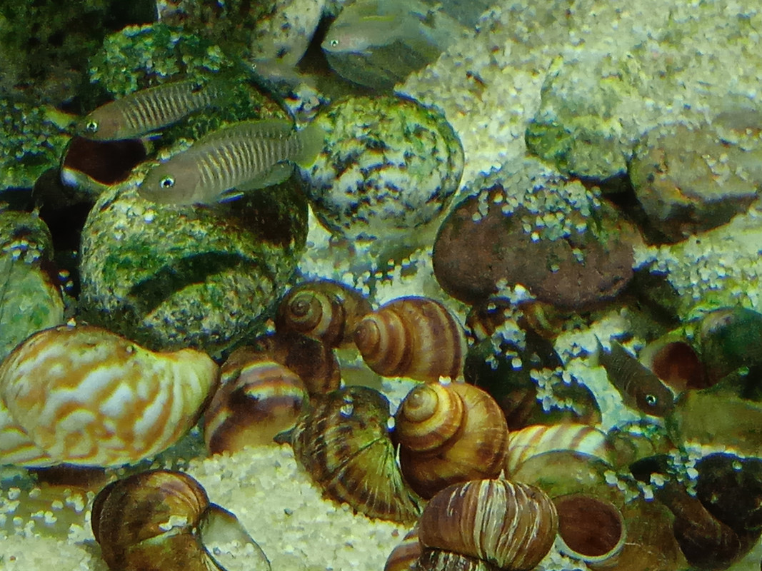 семейка мультифасциатусов