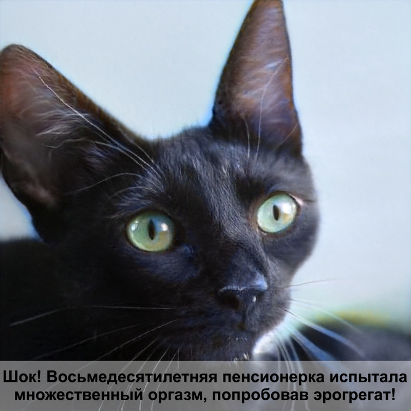 фотографии кошек