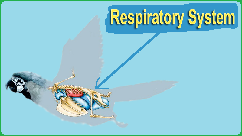 Parrot Respiratory System