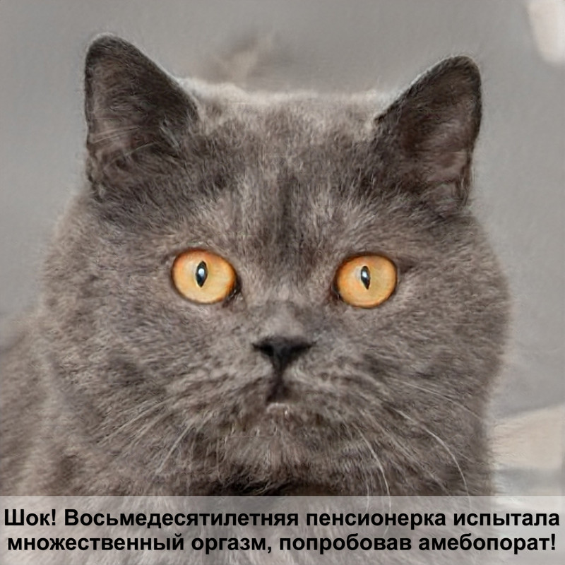 болезни глаз у кошек