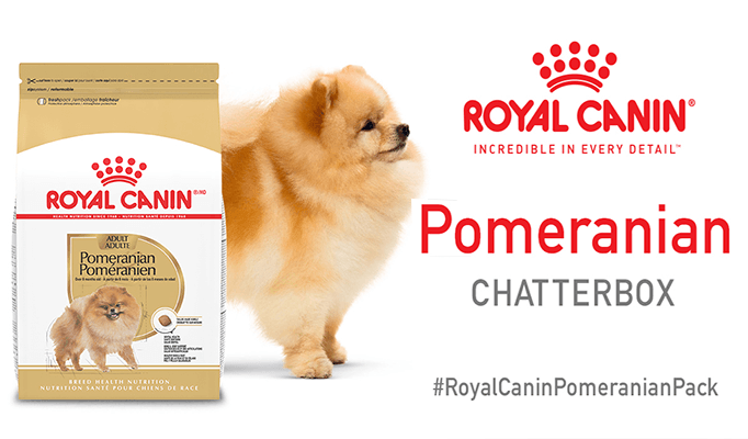 Unlock Your Chance for a FREE Royal Canin Pomeranian Chatterbox Pack!