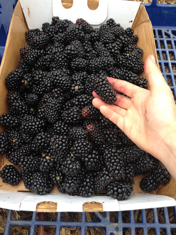 Blackberry3