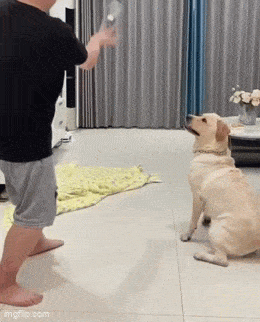 dog-toy-sh.gif