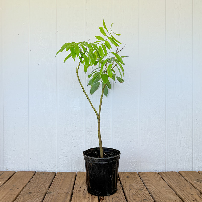 Lychee Tree 1 Gal Square (1)