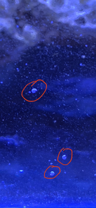 DFB95116-22B4-48C1-BB85-10D73099AD36