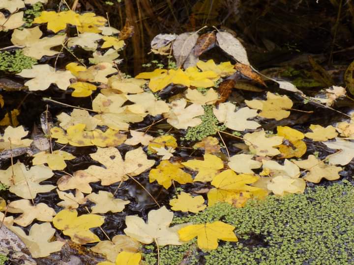 FB_IMG_1604176617561