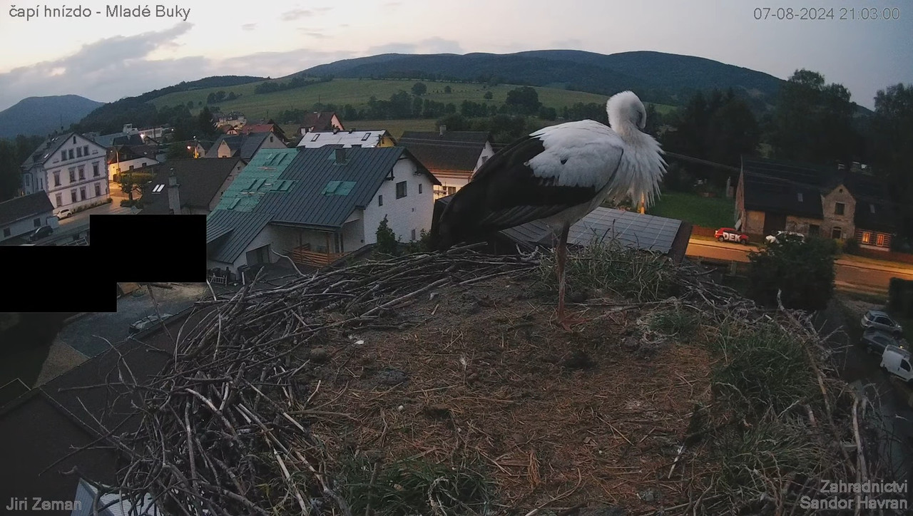 Živá kamera - Mladé Buky - čapí hnízdo 17-27-12 screenshot