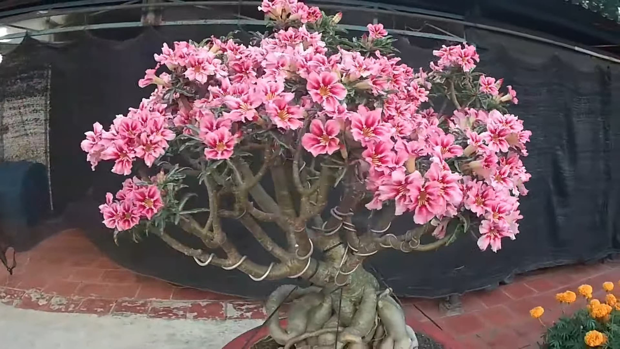 anna-adenium-plant.jpg